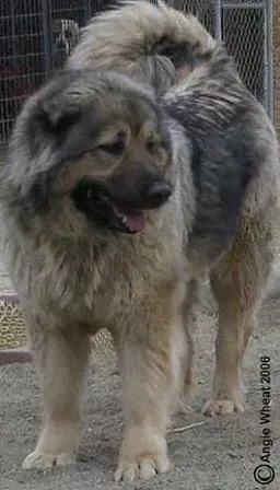 Caucasian Shepherd Dog