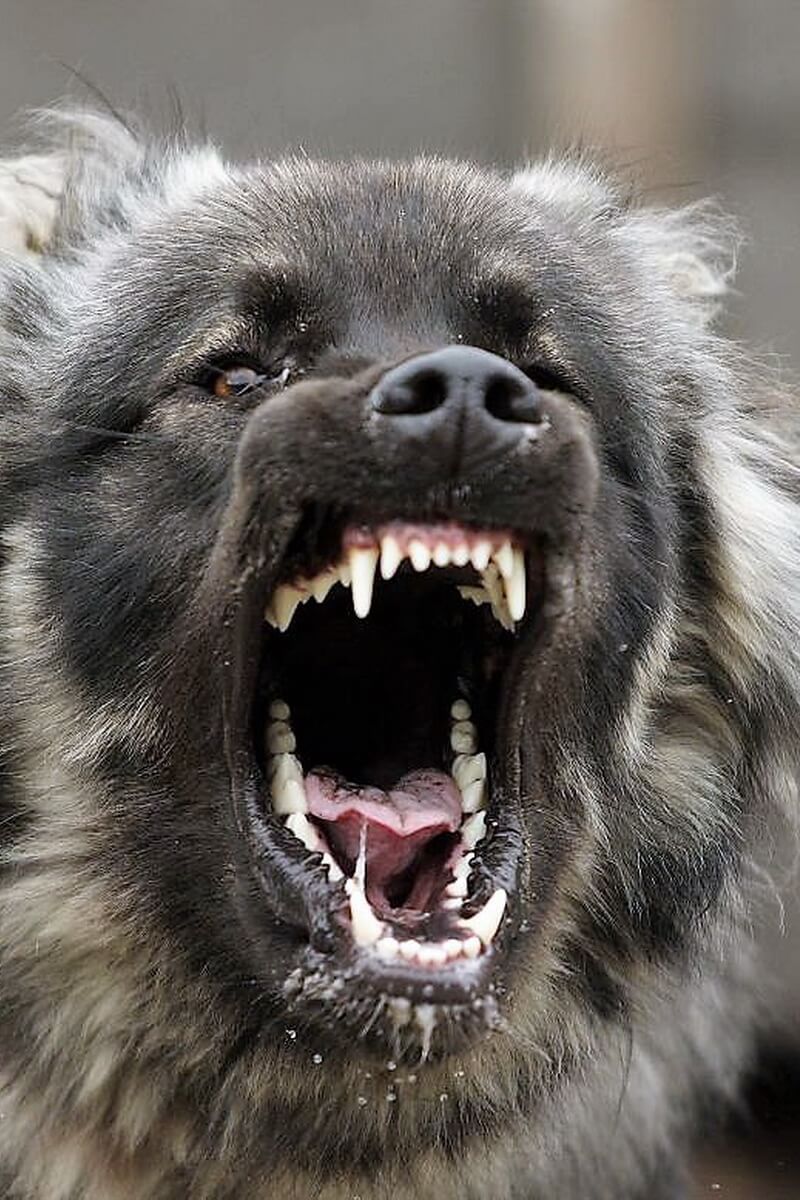 Caucasian Shepherd Dog