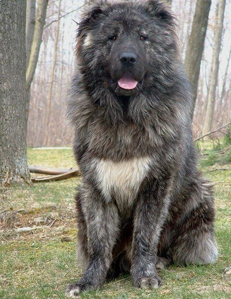 Caucasian Shepherd Dog