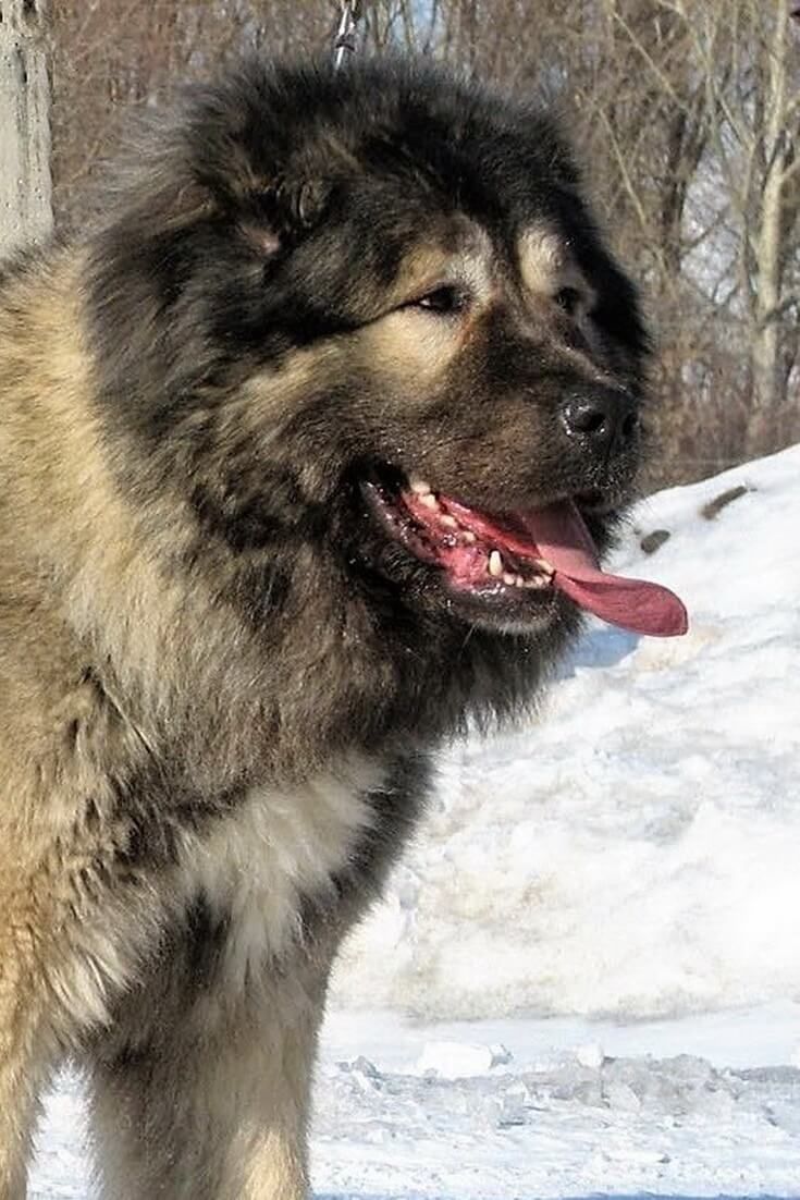 Caucasian Shepherd Dog