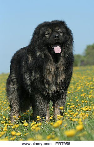 Caucasian Shepherd Dog