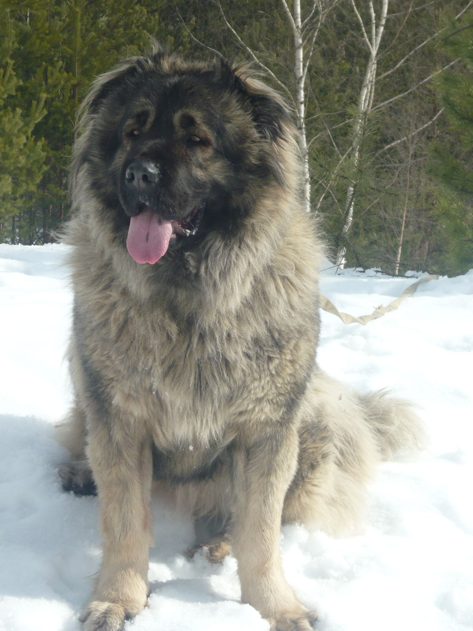 Caucasian Shepherd Dog