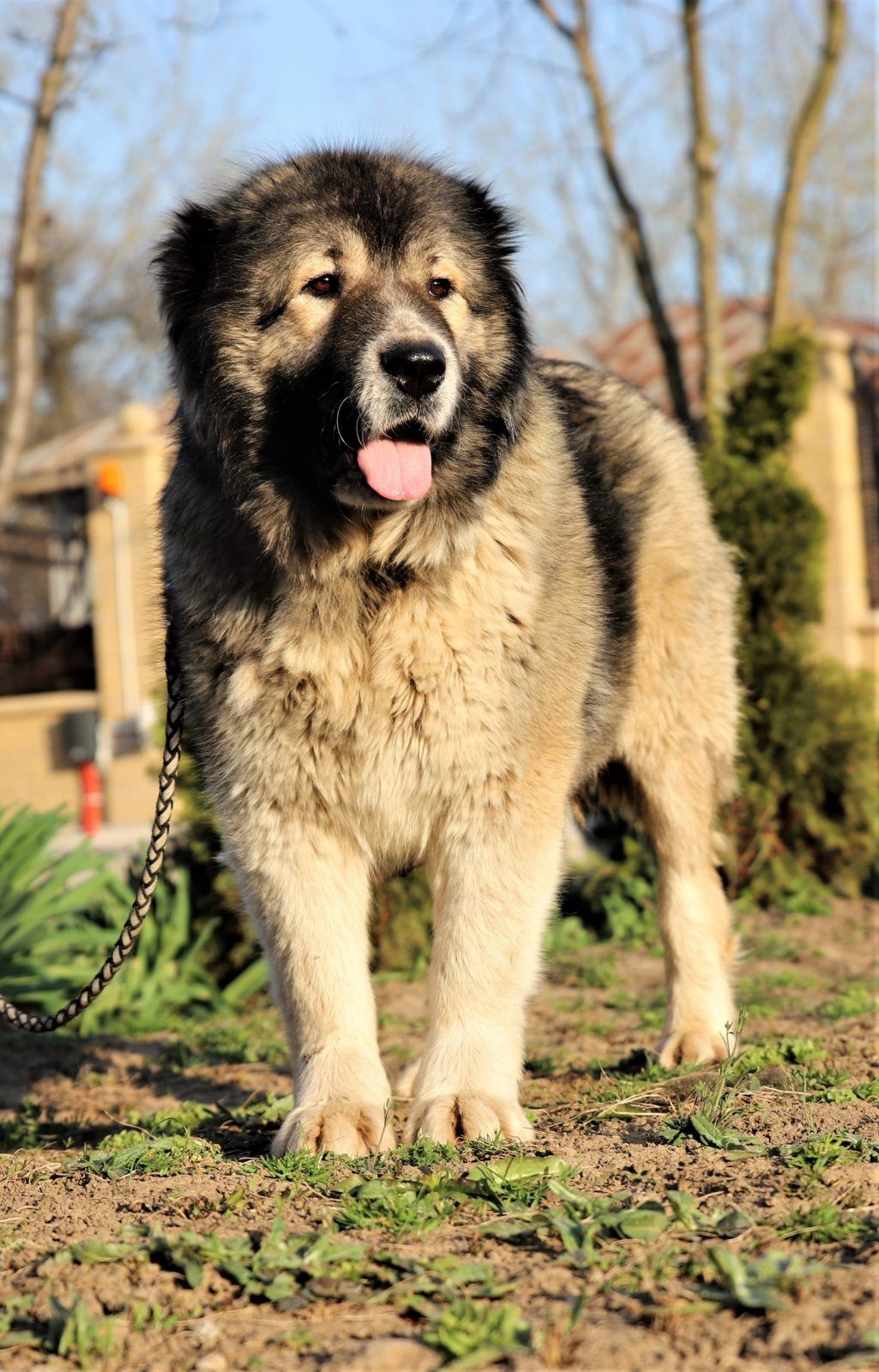 Caucasian Shepherd Dog