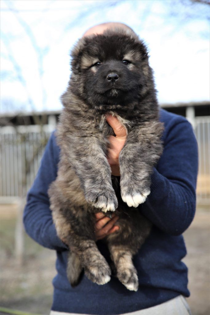 Caucasian Shepherd Dog