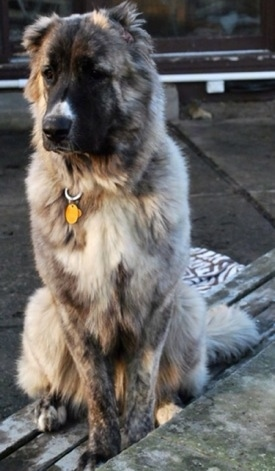 Caucasian Shepherd Dog
