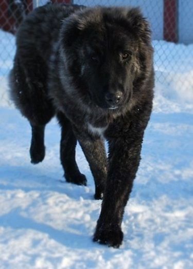 Caucasian Shepherd Dog