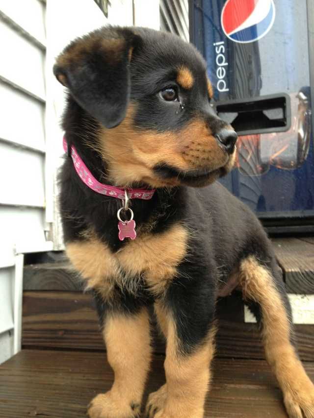 Rottweiler Dog