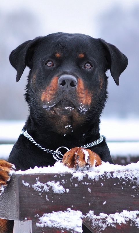 Rottweiler Dog