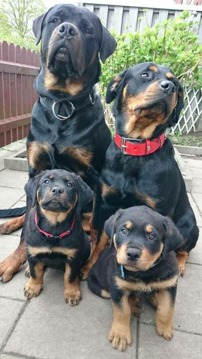 Rottweiler Dog