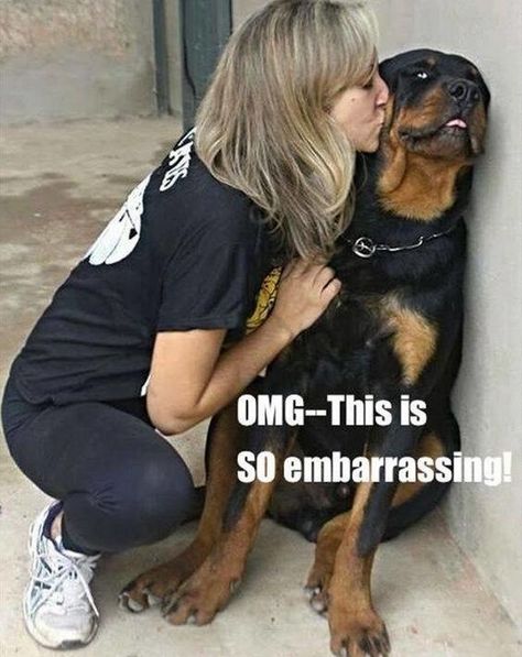 Rottweiler Dog