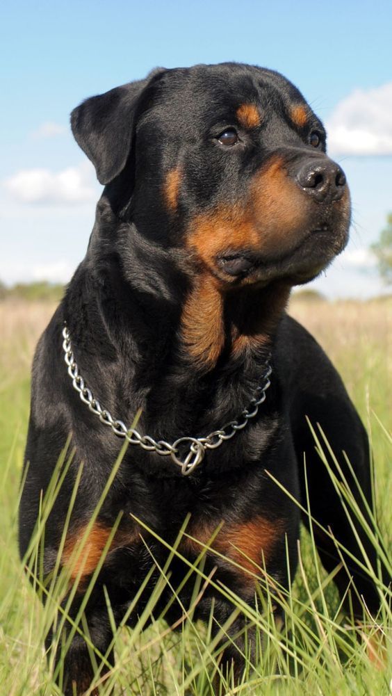 Rottweiler Dog