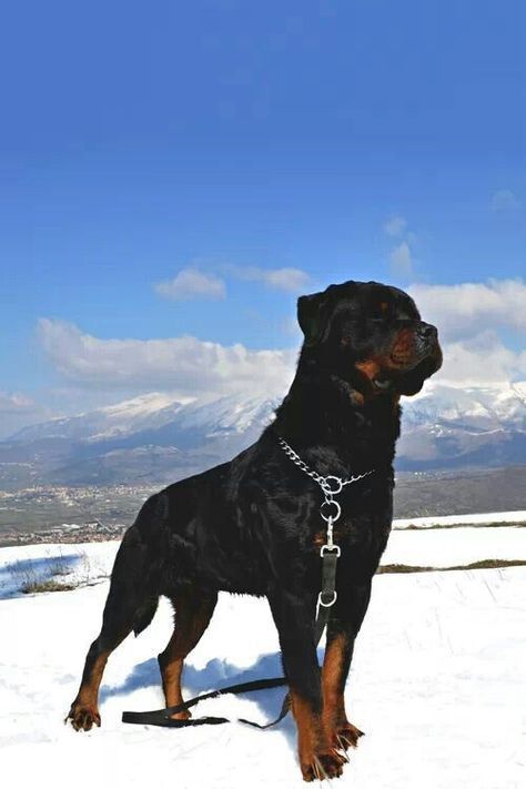 Rottweiler Dog