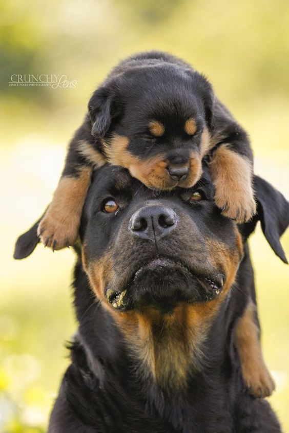 Rottweiler Dog