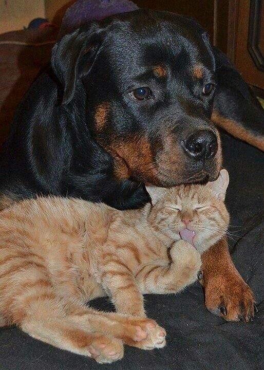 Rottweiler Dog
