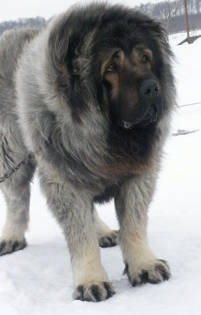 Caucasian Shepherd Dog