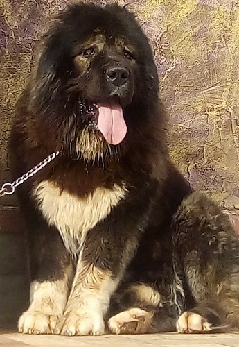 Caucasian Shepherd Dog
