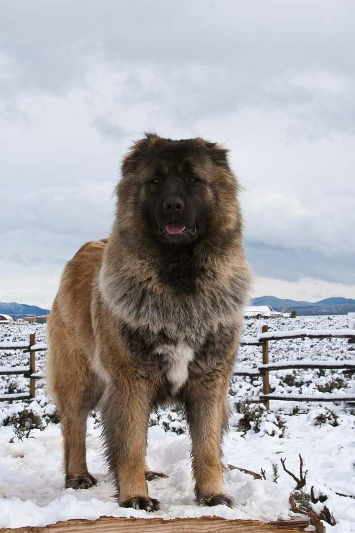 Caucasian Shepherd Dog
